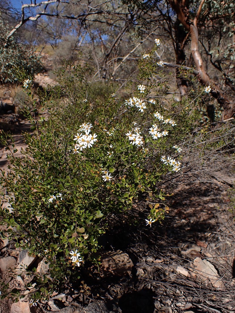 Landerolaria macdonnellensis photo 2