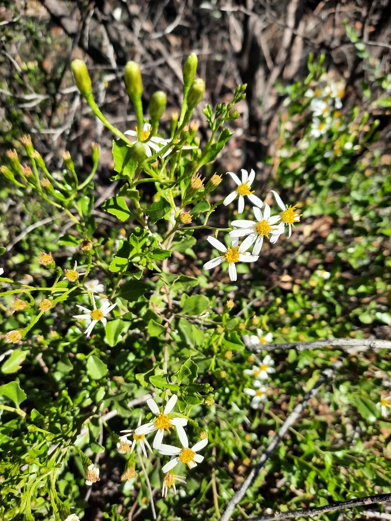 Landerolaria macdonnellensis photo 3