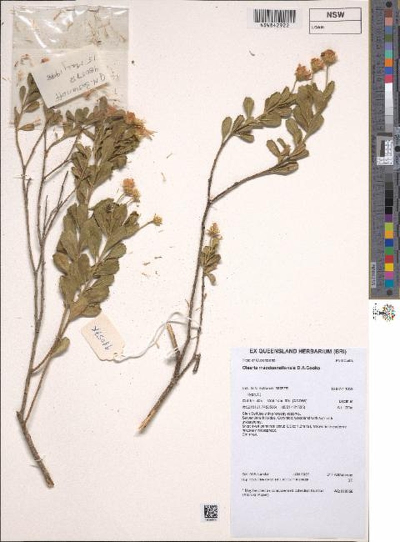 Landerolaria macdonnellensis photo 4
