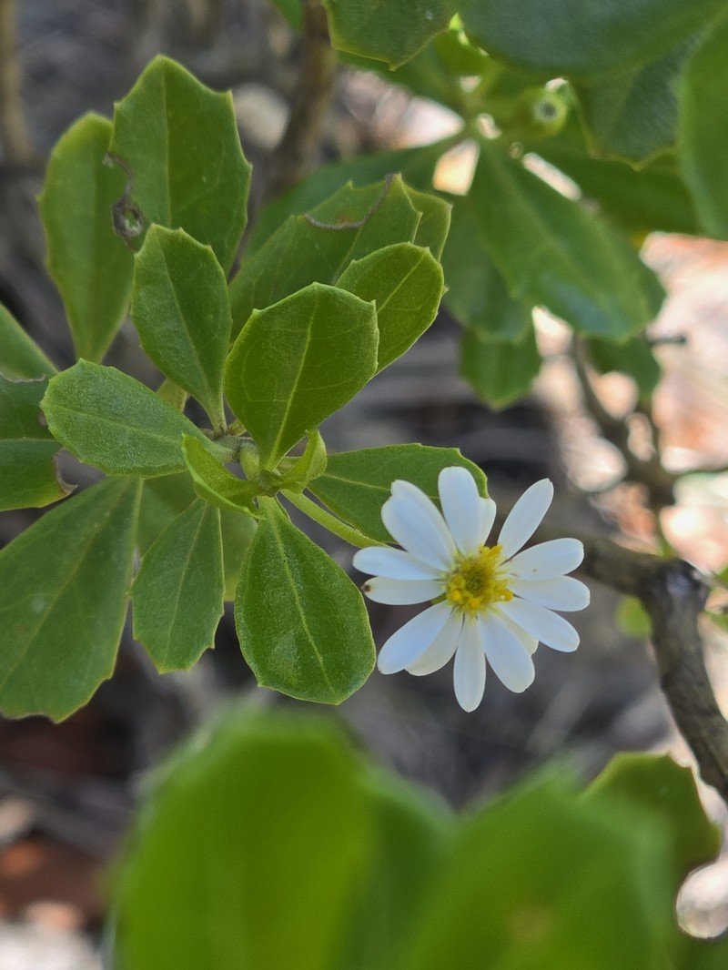 Landerolaria orientalis
