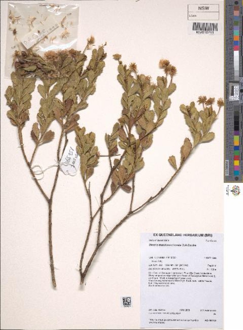Landerolaria orientalis photo 2