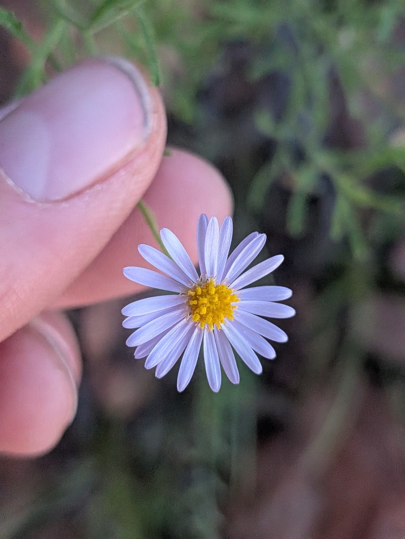 Landerolaria stuartii photo 2