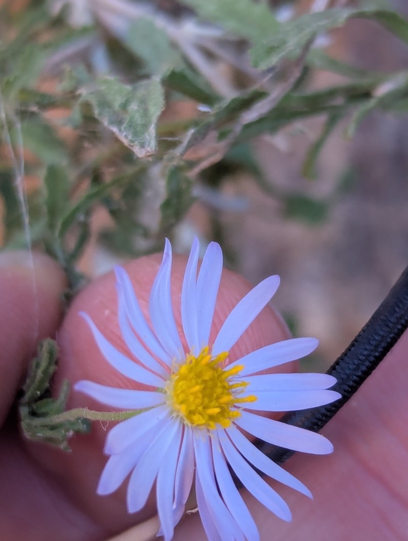 Landerolaria stuartii photo 4