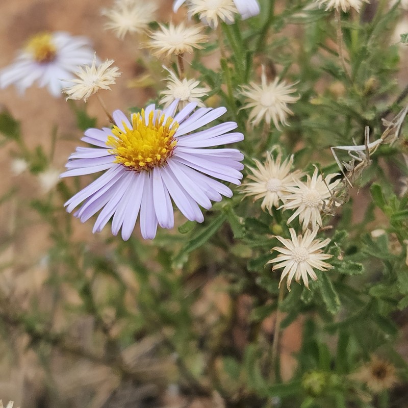 Landerolaria stuartii photo 5