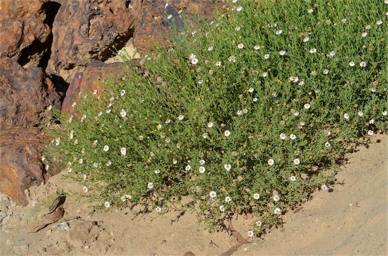 Landerolaria stuartii