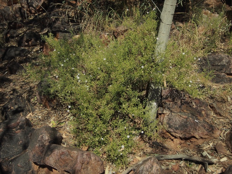 Landerolaria stuartii photo 6