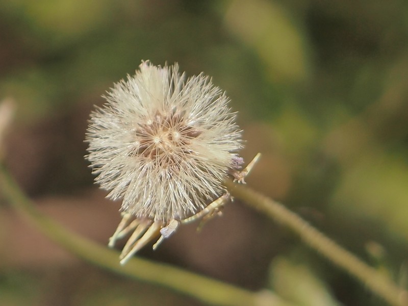 Landerolaria stuartii photo 7