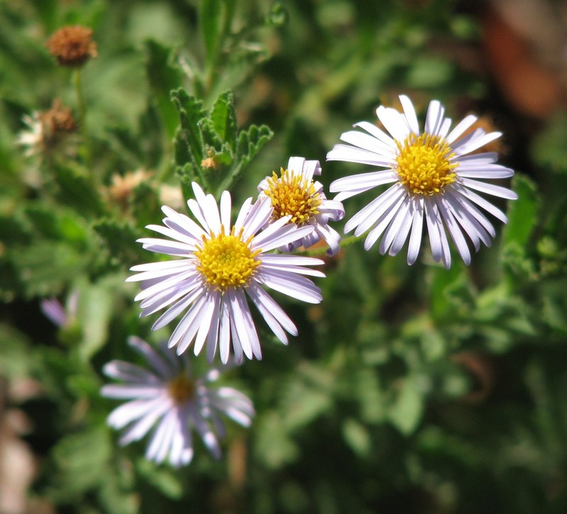 Landerolaria stuartii photo 8