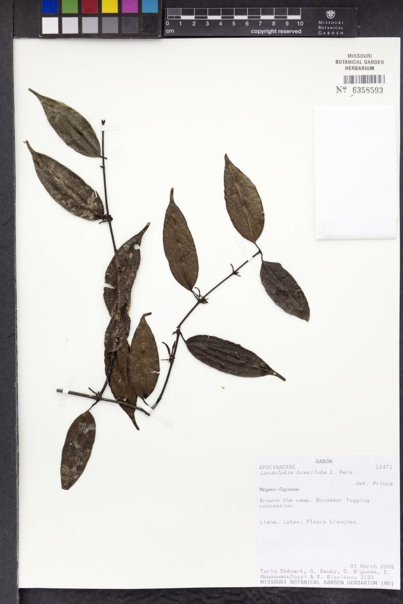 Landolphia anthonii