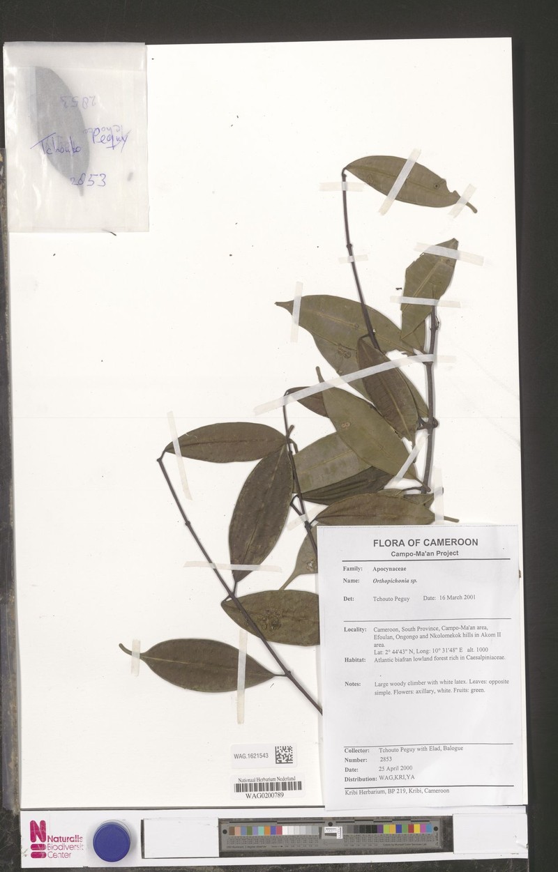 Landolphia anthonii photo 2