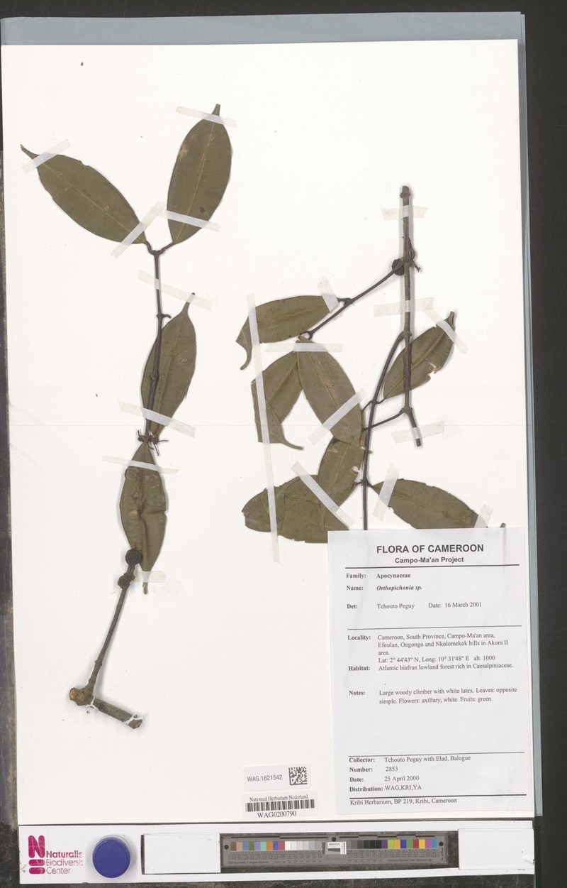 Landolphia anthonii photo 3