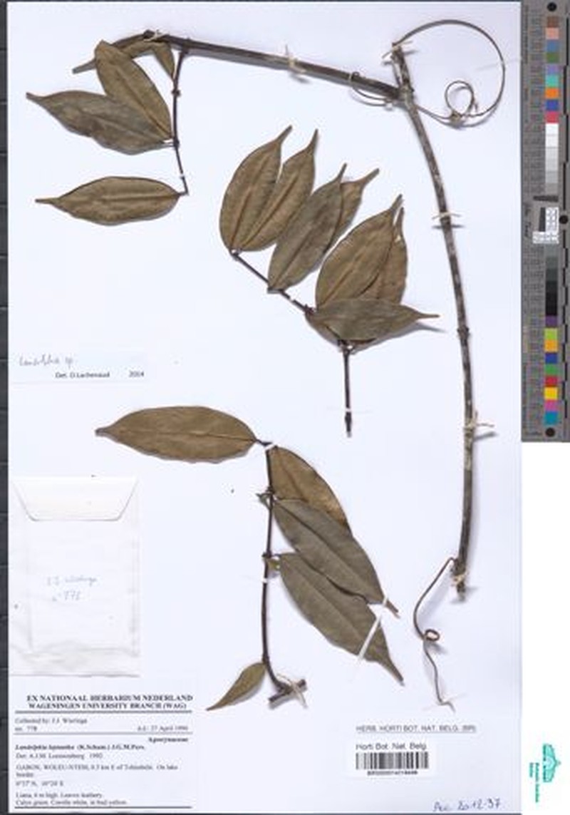 Landolphia anthonii photo 4