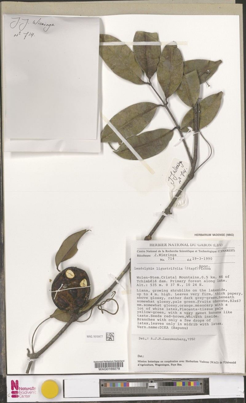 Landolphia coriacea