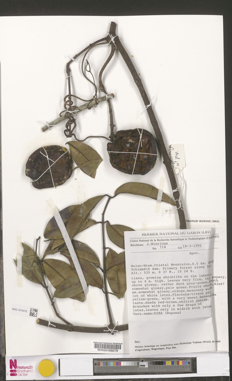Landolphia coriacea photo 2