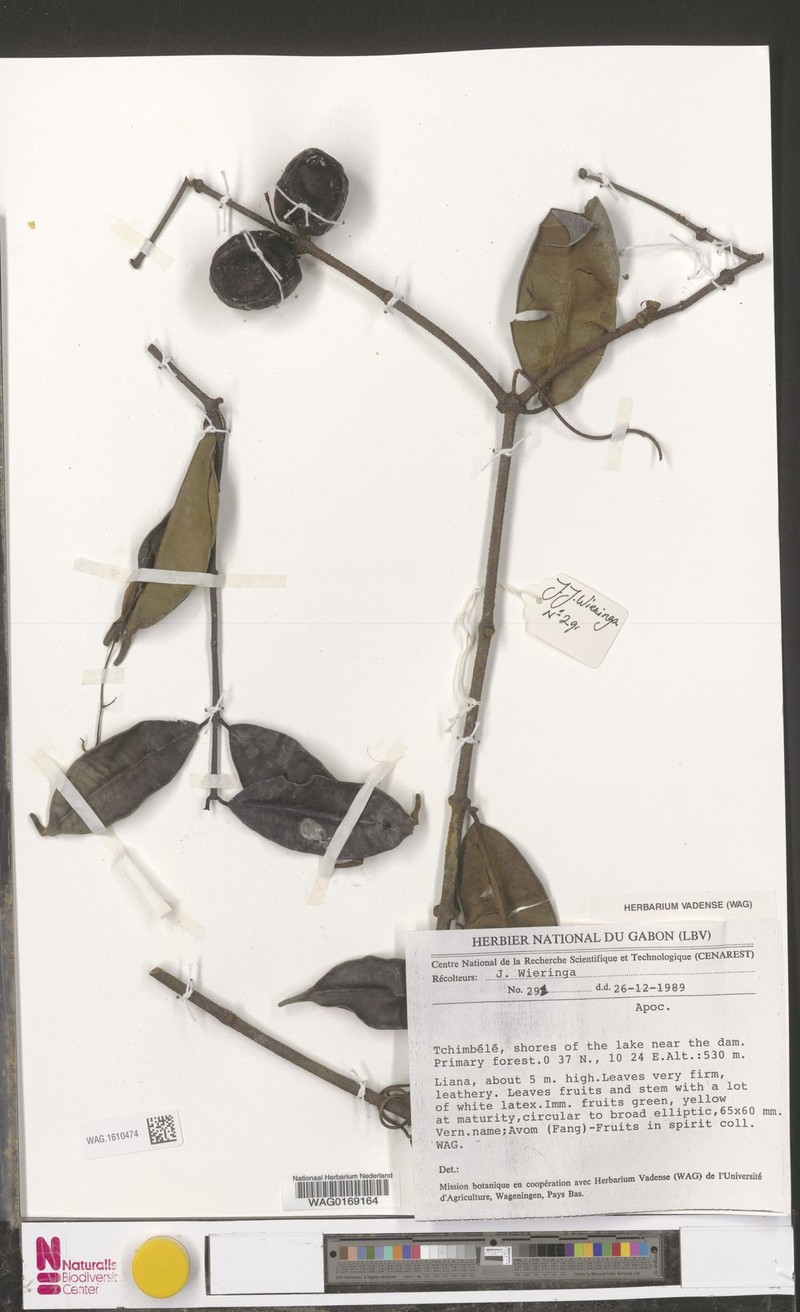 Landolphia coriacea photo 3
