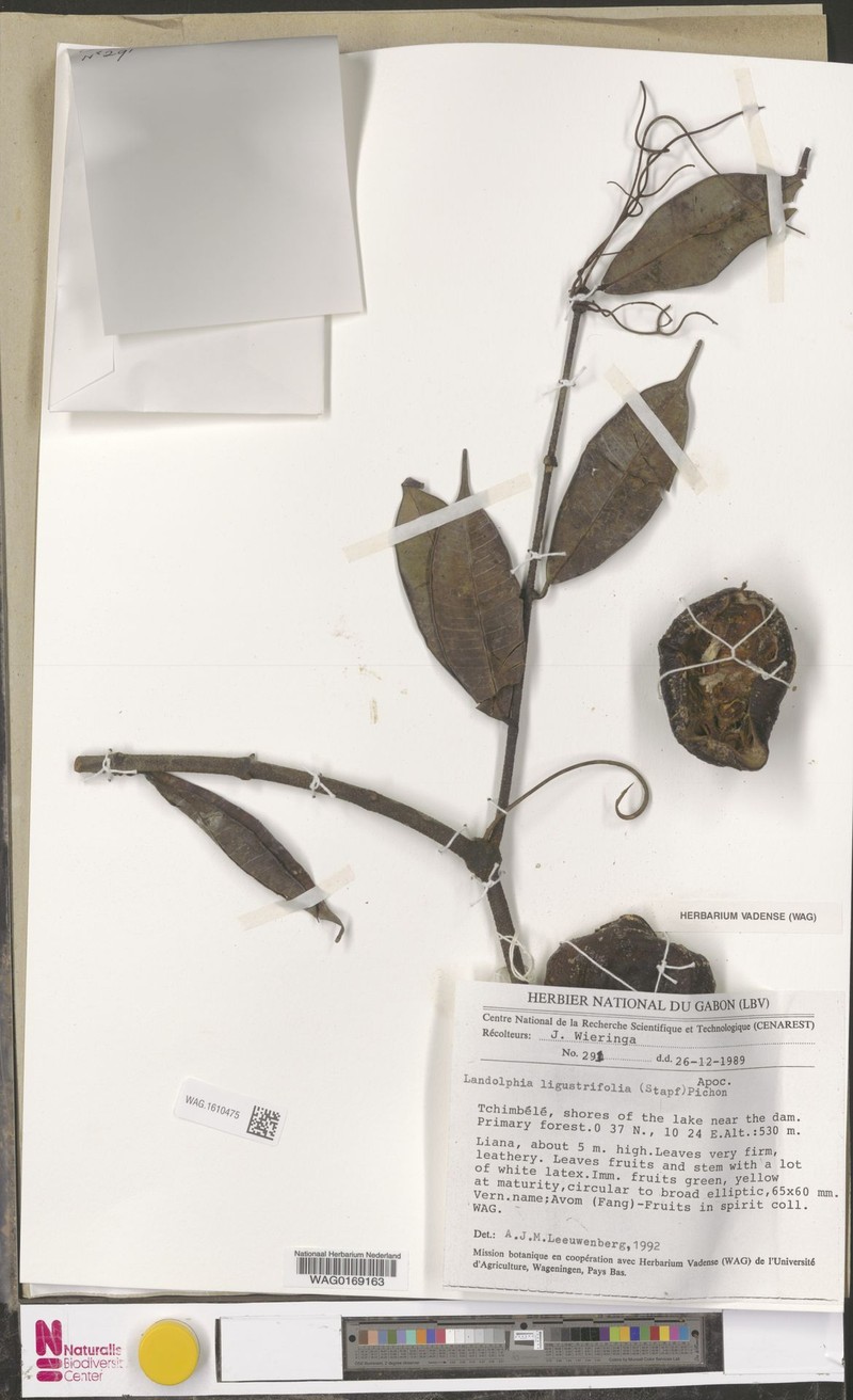 Landolphia coriacea photo 4
