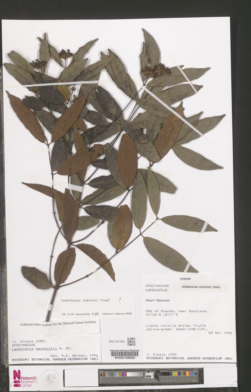 Landolphia dibatae