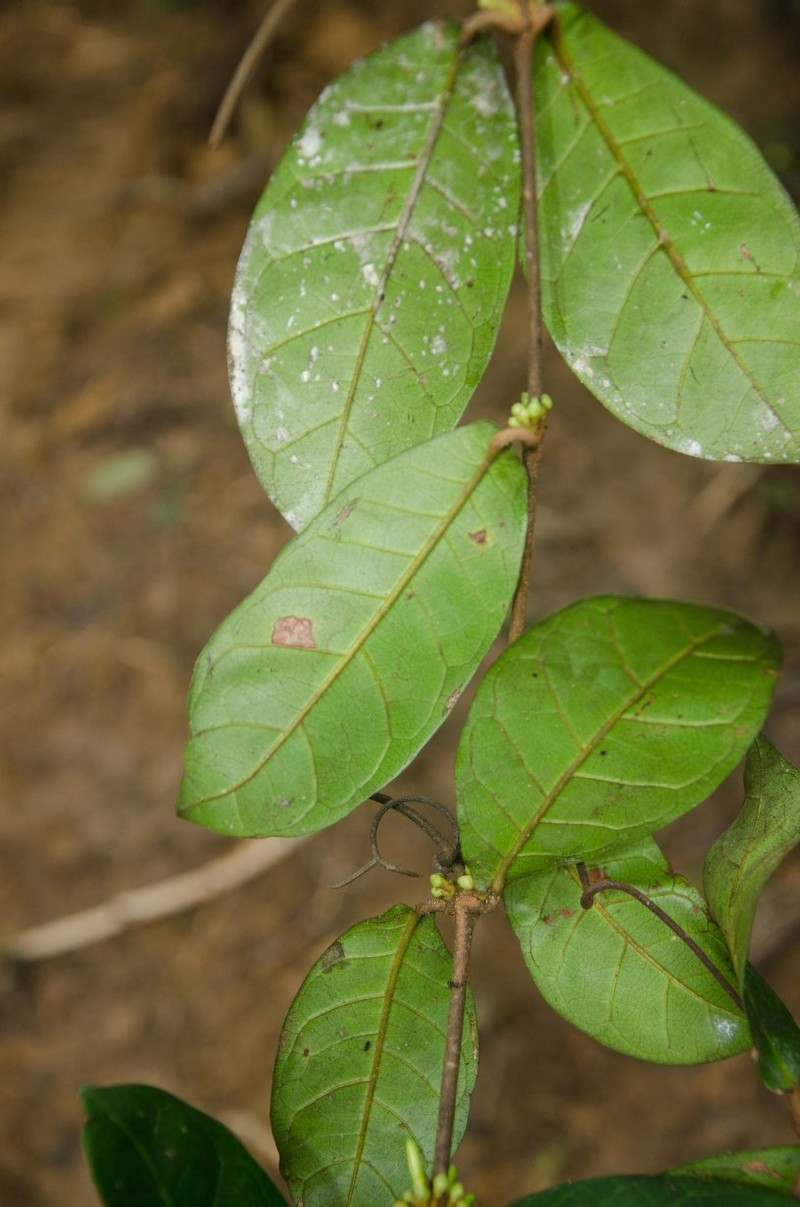 Landolphia obovata