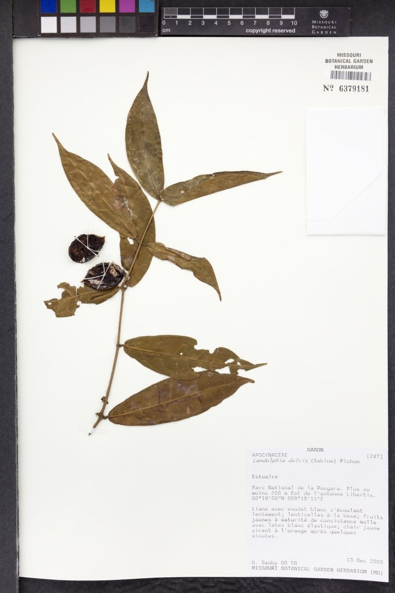 Landolphia parviflora