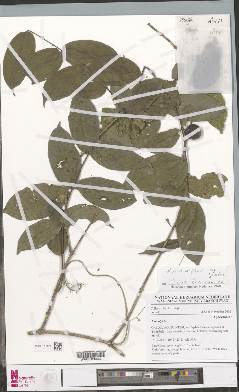 Landolphia parviflora photo 2