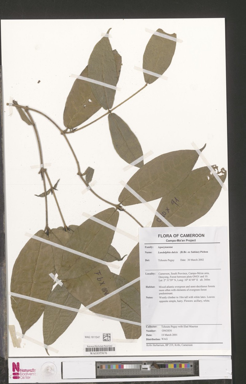 Landolphia parviflora photo 3