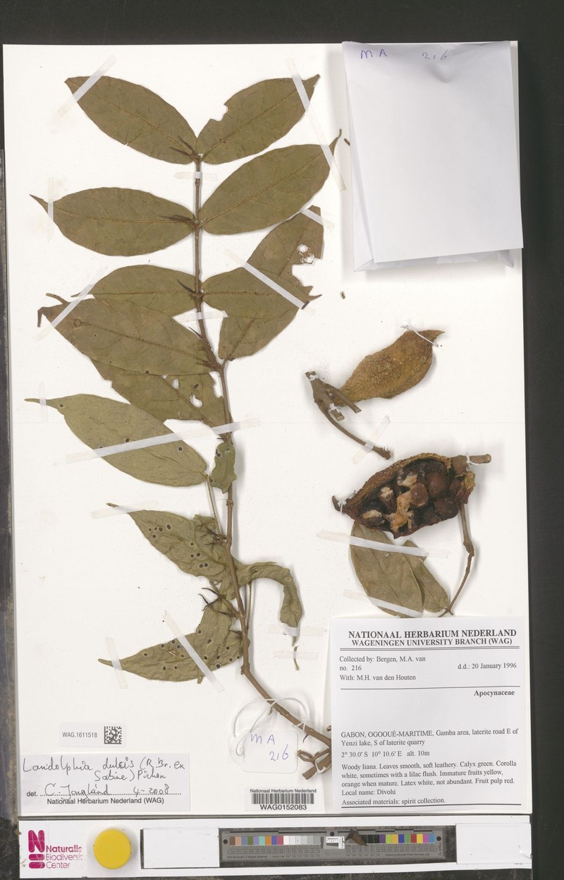 Landolphia parviflora photo 4