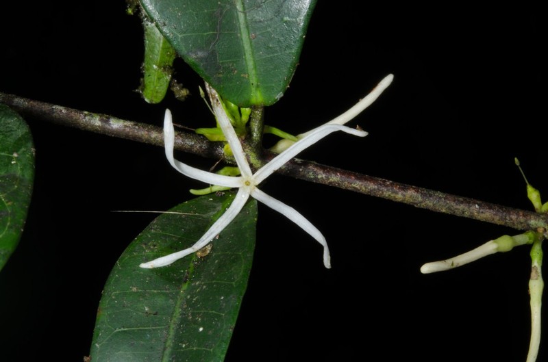 Landolphia persooniana