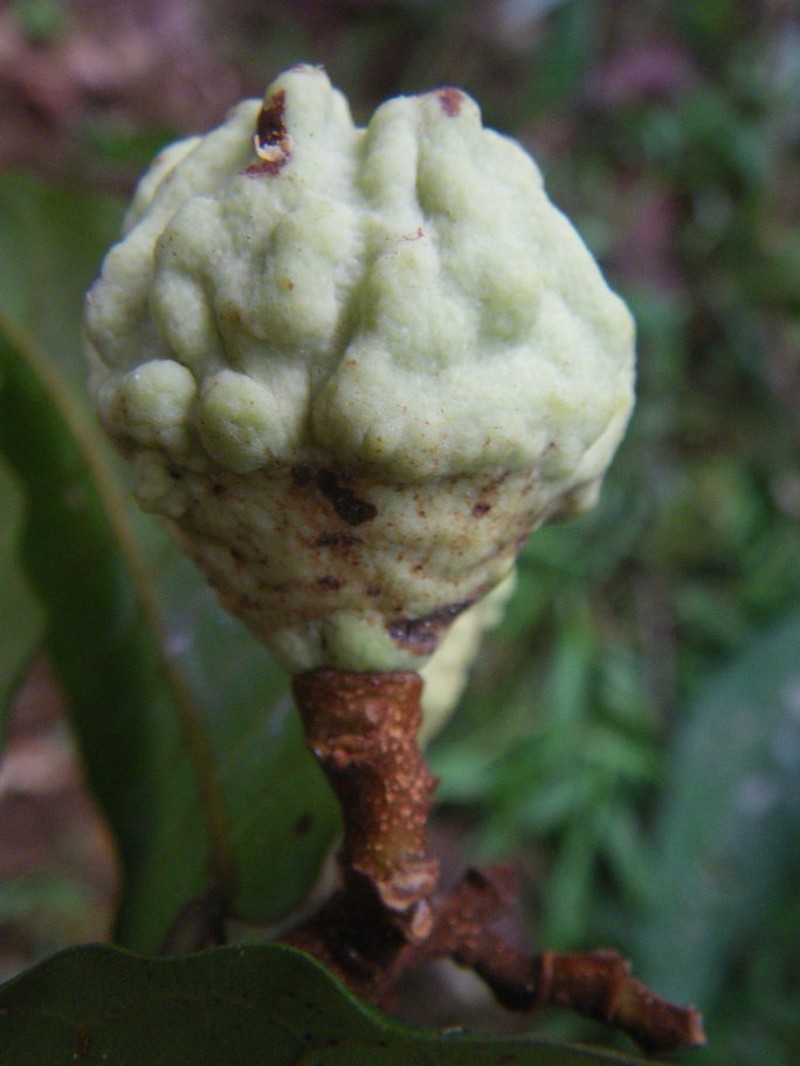 Landolphia verrucosa