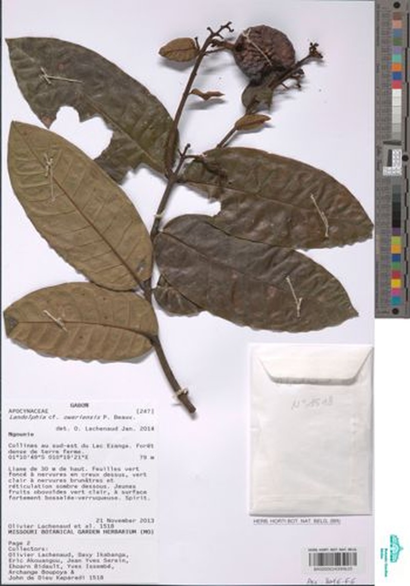 Landolphia verrucosa photo 2