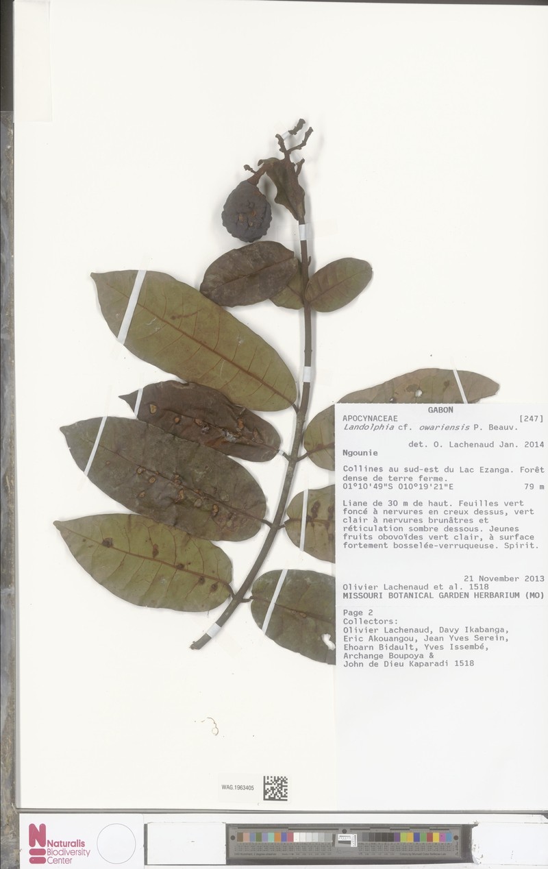 Landolphia verrucosa photo 3