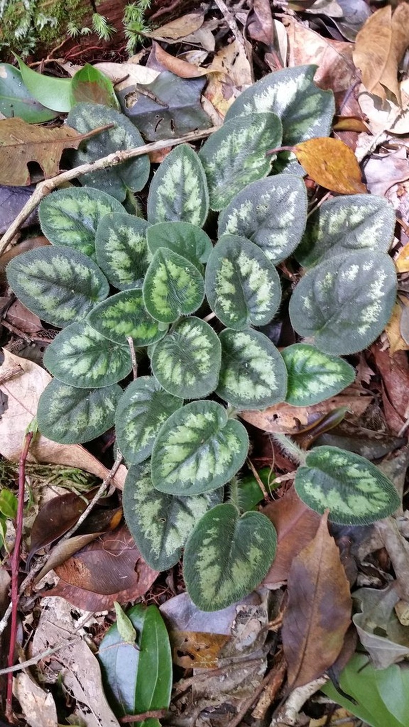 Langbiangia annamensis