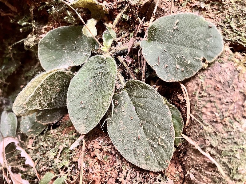 Langbiangia annamensis photo 2