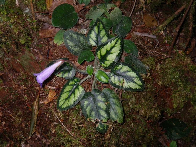 Langbiangia annamensis photo 3