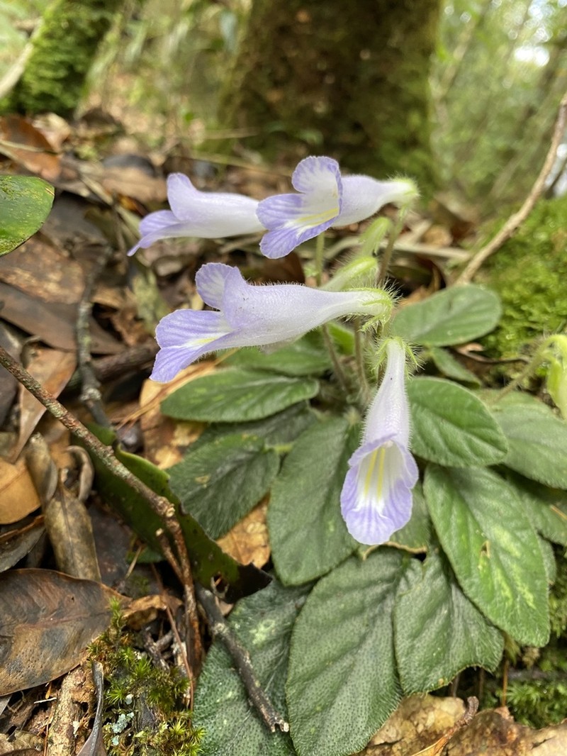 Langbiangia annamensis photo 4