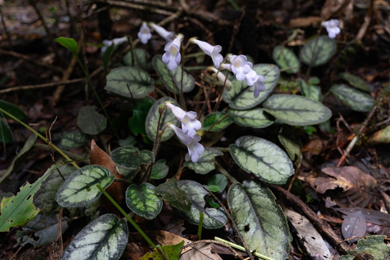 Langbiangia annamensis photo 5