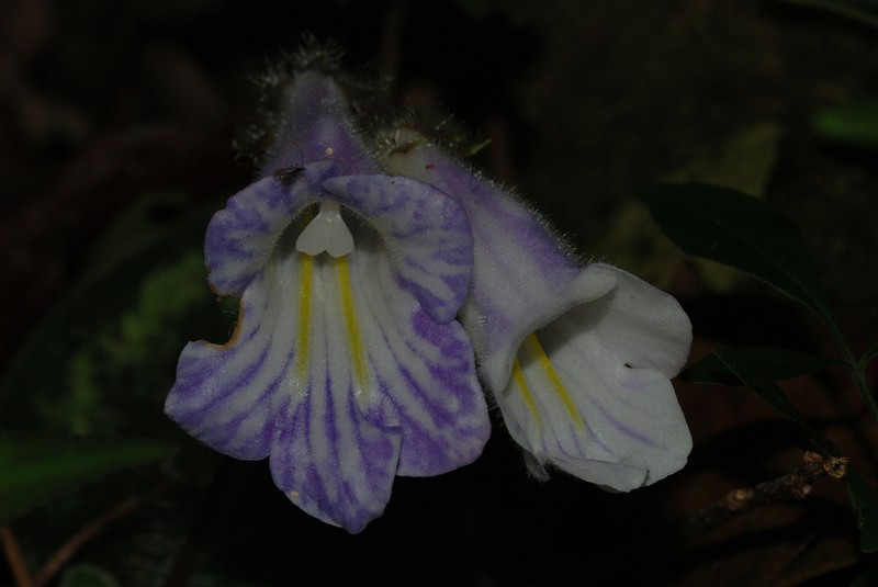 Langbiangia annamensis photo 6