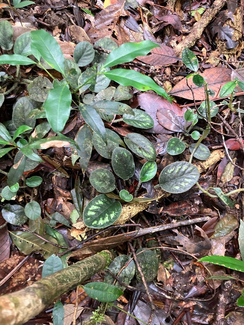 Langbiangia annamensis photo 8