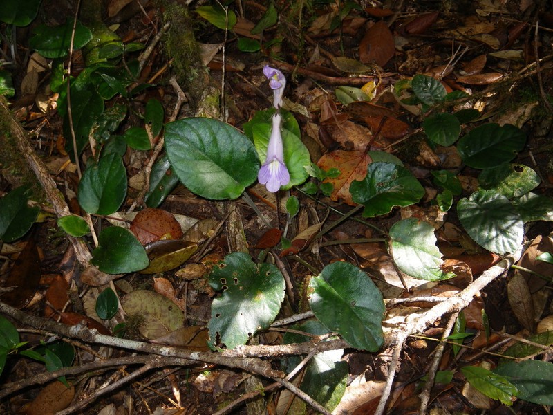Langbiangia scutellifolia