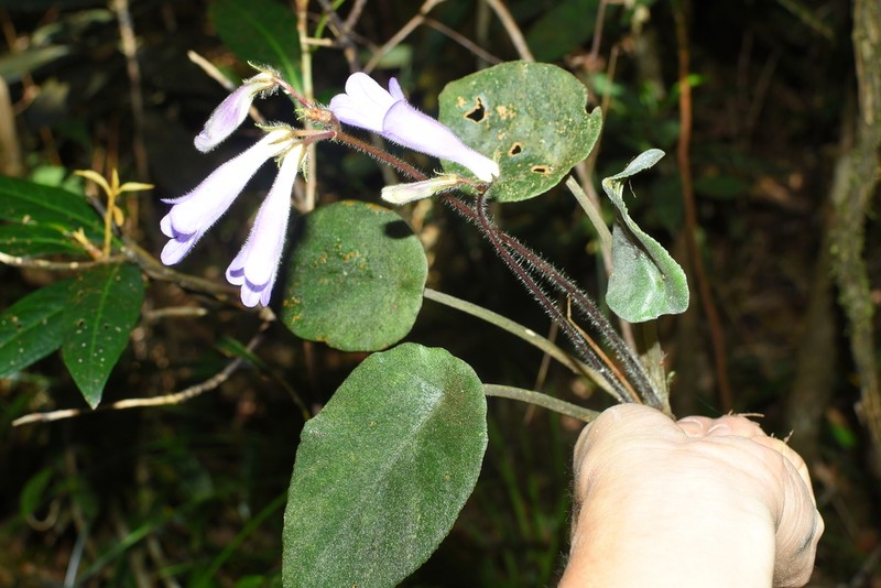 Langbiangia scutellifolia photo 2