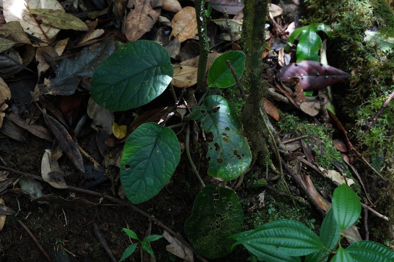 Langbiangia scutellifolia photo 3