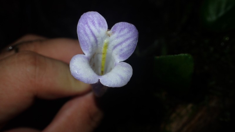 Langbiangia scutellifolia photo 4
