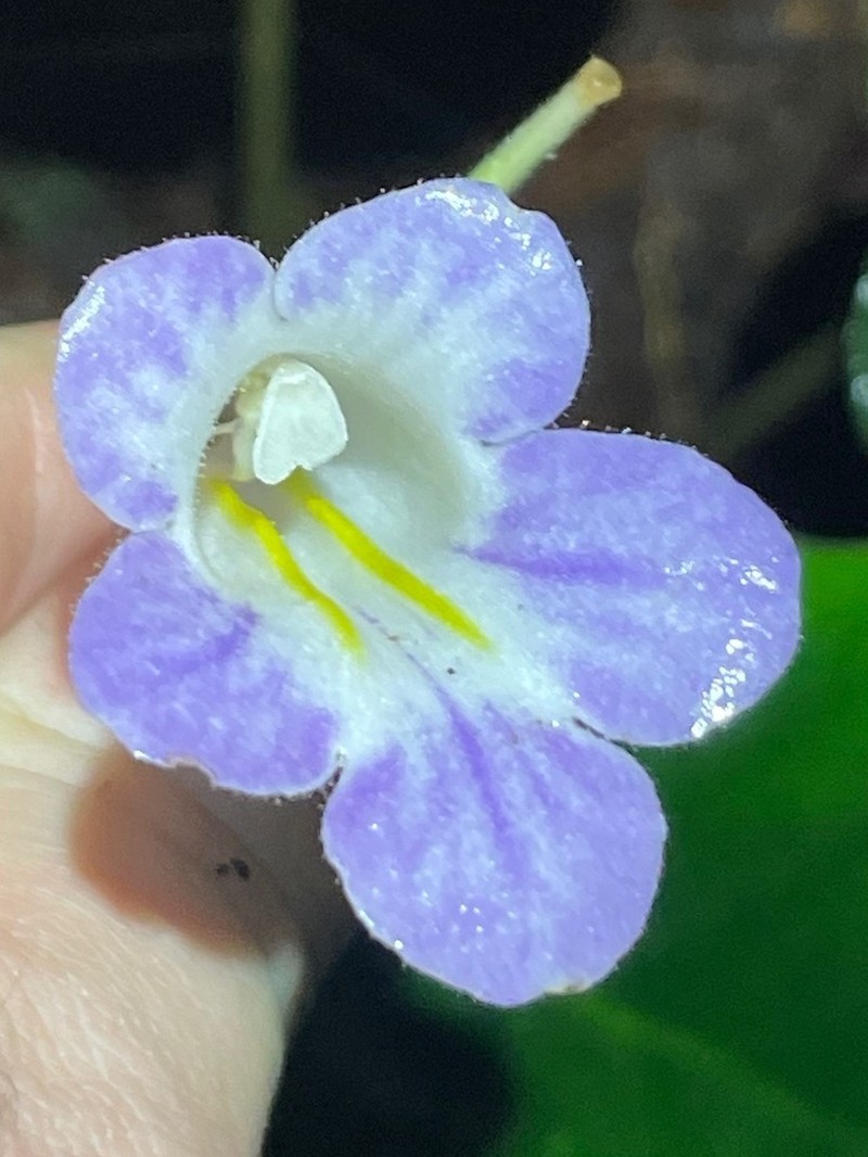 Langbiangia scutellifolia photo 5