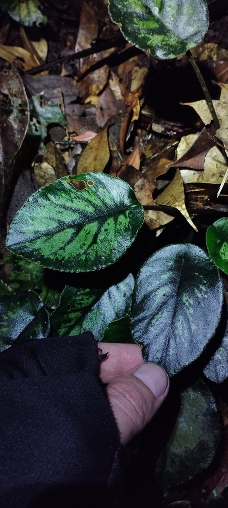 Langbiangia scutellifolia photo 6