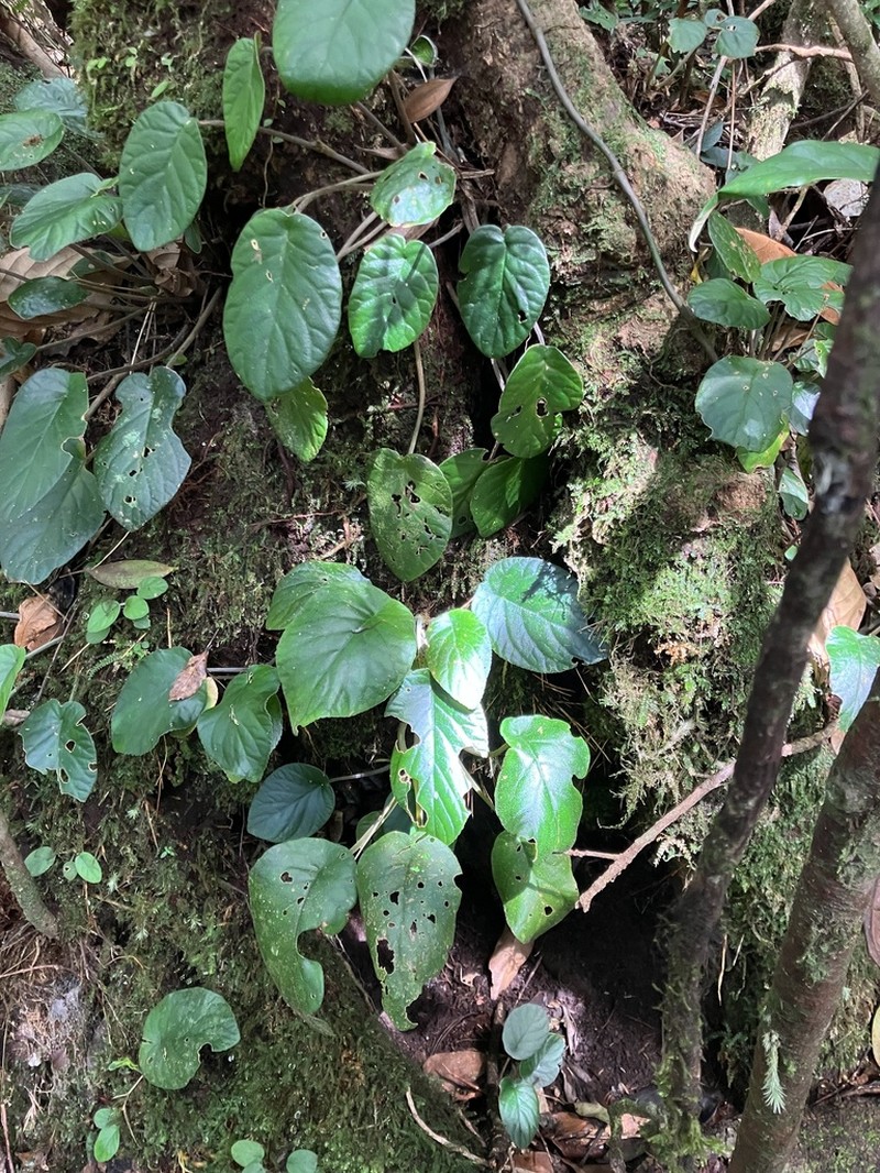 Langbiangia scutellifolia photo 7