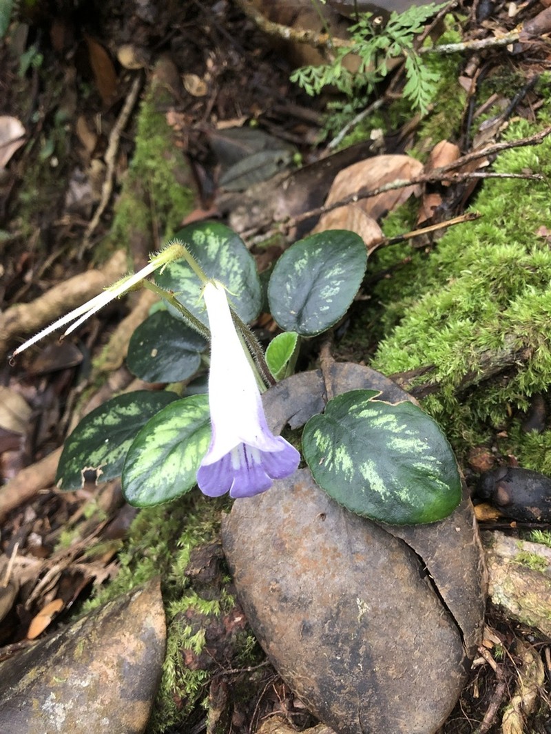 Langbiangia scutellifolia photo 8