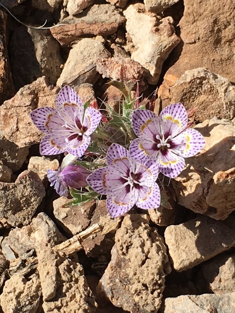 Great Basin Langloisia