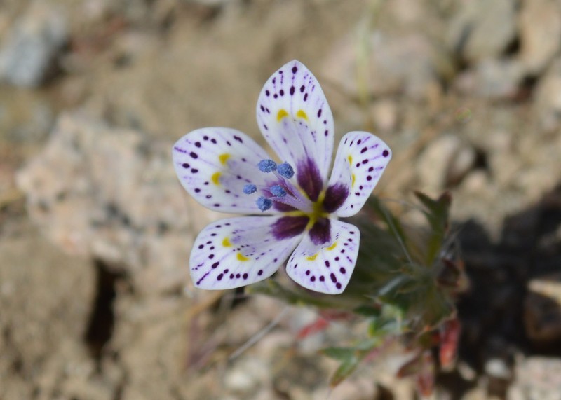 Great Basin Langloisia photo 2