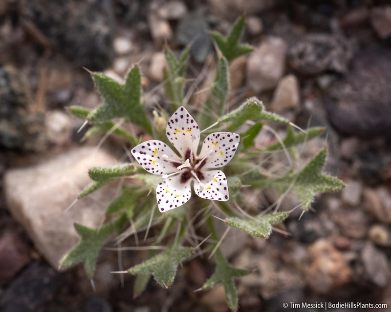 Great Basin Langloisia photo 3