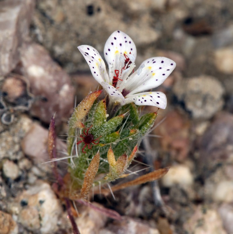 Great Basin Langloisia photo 4