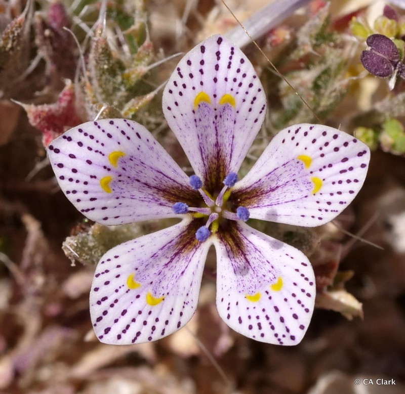 Great Basin Langloisia photo 5